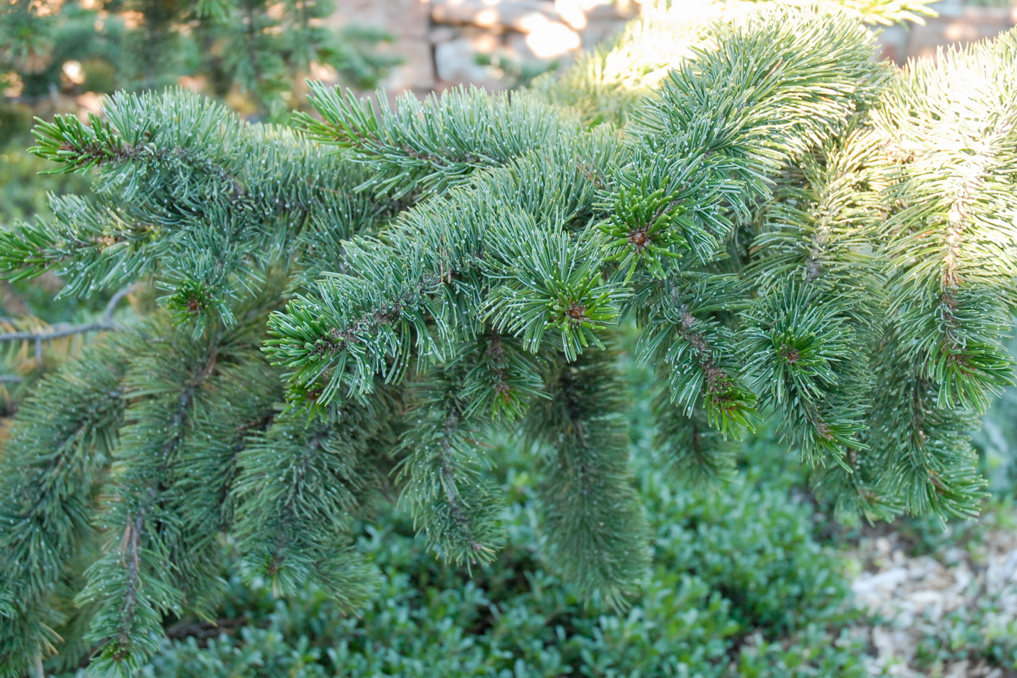 pine  Pinus x hakkodensis Hakkoda Pine | Garden Center Marketing